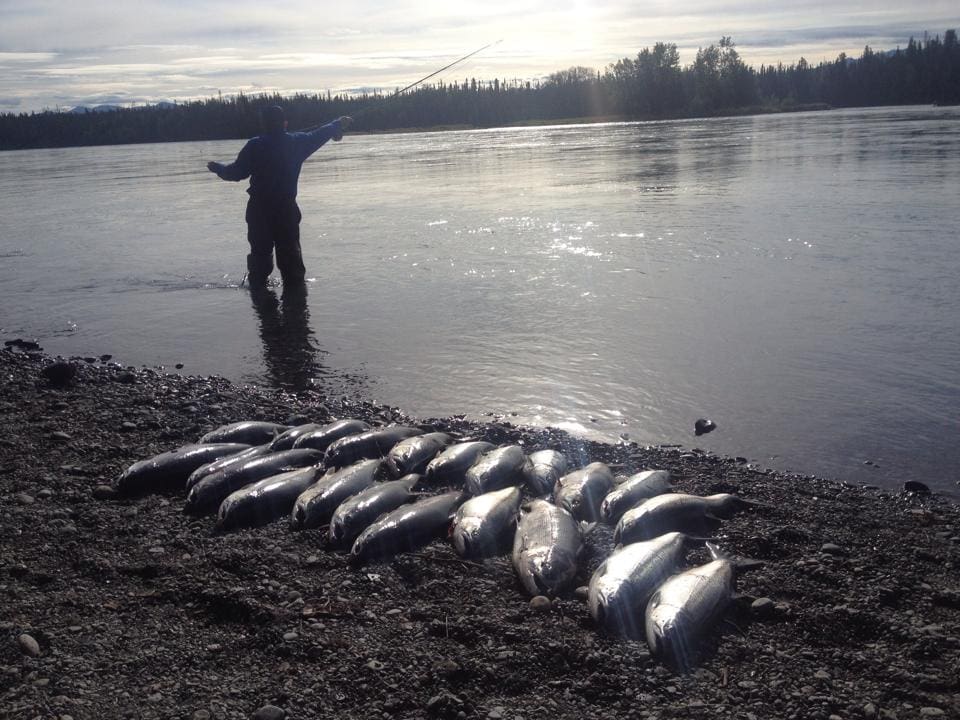 Spotlight: Lower Kenai River - Alaska Fishology - Kenai River Salmon Fishing Guide