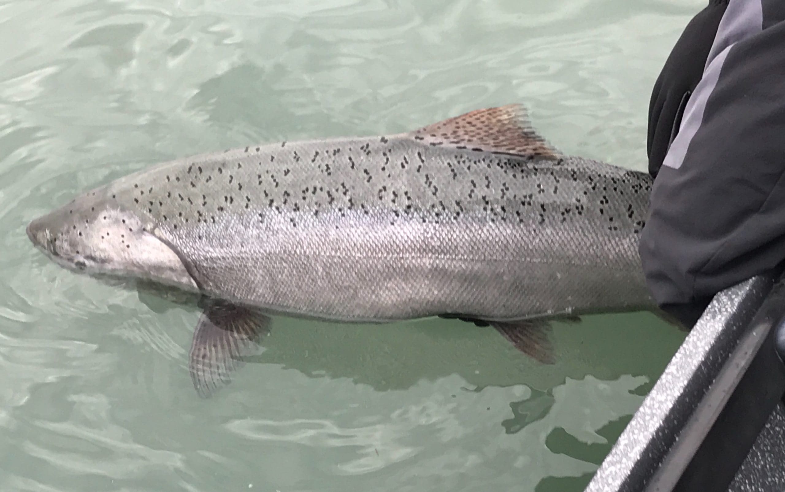 Our King Salmon Policy