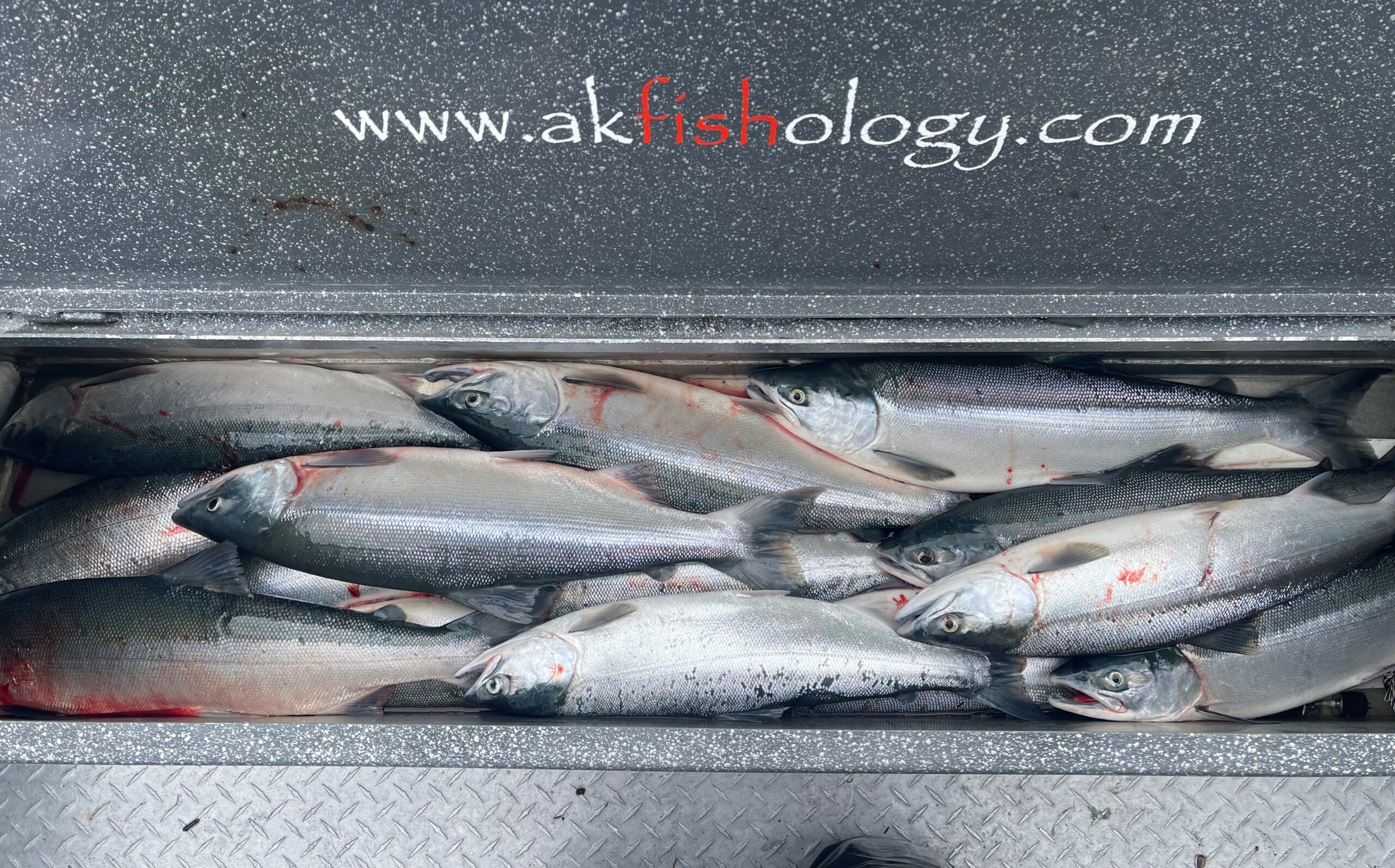 SOCKEYE SALMON FISHING SERIES PART VI: PRESENTATION - Alaska Fishology -  Kenai River Salmon Fishing Guide
